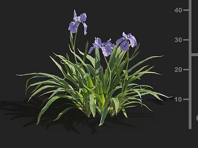 Purple Iris Flowers with Green Long Leaves Growing on Black Background and Height Measurement 3d model
