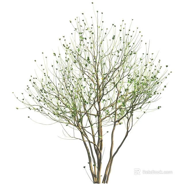 Slender Branched Tree With Small Green Leaves And New Buds Isolated On White Background 3d model 