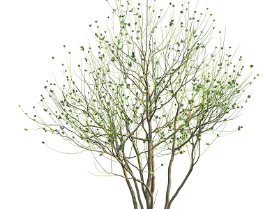 Slender Branched Tree With Small Green Leaves And New Buds Isolated On White Background 3d model