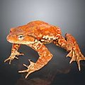 Orange Spotted Toad Standing On Dark Background With Detailed Skin Texture 3d model