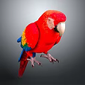 Red Parrot With Colorful Red Yellow Blue Feathers And White Beak On Gray Background