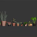 Various Types of Potted Houseplants in Colorful Pots on Black Surface with Gray Background