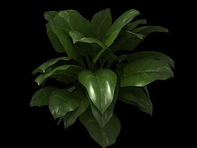 Lush Green Leafy Plant With Large Shiny Leaves On Black Background 3d model