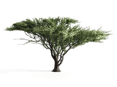 Modern Tree Native Acacia model