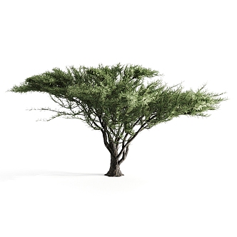 Modern Tree Native Acacia 3d model