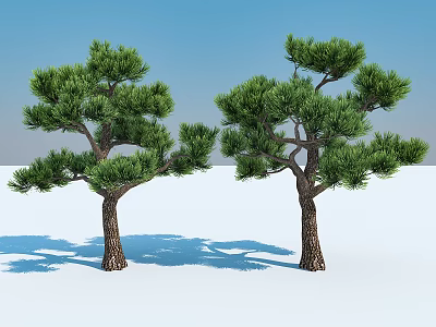 Tall Green Arbor Trees With Brown Trunks And Shadows On Snowy Ground 3d model
