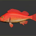Red Fish With Red Fins Yellow Eyes Orange Spots On Gray Background With Reflection