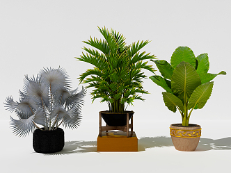 Modern potted plant bonsai 3d model