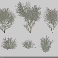 Various Types of Shrubs with Purple Flowers in Different Sizes and Shapes