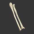 Two White Long Bones For Medical Display Isolated On Dark Background