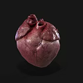 Human Heart As Chest Organ 3D Rendering With Anatomical Structure And Vascular Details