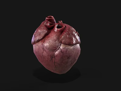 Human Heart As Chest Organ 3D Rendering With Anatomical Structure And Vascular Details 3d model
