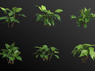 Guangdong evergreen potted plant 3d model