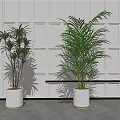 Indoor Potted Plants In White Pots With Gray Paneled Wall And Lighting