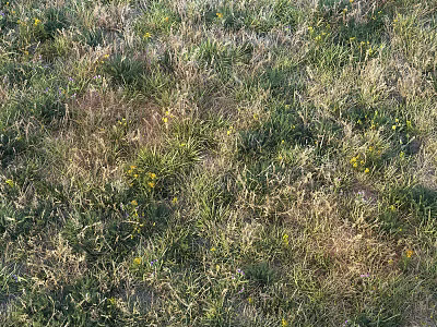 Wildflowers And Green Grass Growing In Natural Outdoor Field With Yellow Blooms 3d model