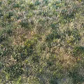 Wildflowers And Green Grass Growing In Natural Outdoor Field With Yellow Blooms