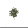 Tall Lush Arbor With Green Leaves Sturdy Trunk And Extended Branches