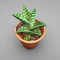 Potted Plant With Green And White Striped Leaves In Orange Terracotta Pot