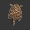 Detailed Reptile Sea Turtle With Orange Brown Patterned Shell On Dark Surface 3d model