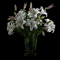 Beautiful White Blooming Lilies in Transparent Glass Vase on Black Background