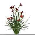Bonsai Potted Plant With Vibrant Red And Pink Lilies And Long Green Leaves