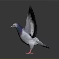 Colorful Pigeon with Spread Wings Purple Green Gray Feathers and Red Feet on Dark Background