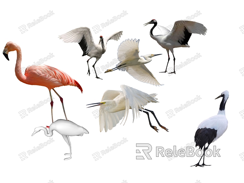 bird animal model