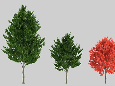 Three Different Size Arbor Trees With Green And Red Foliage In Garden Landscape 3d model