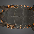 Brown Carapace Turtle With Intricate Patterns And Extended Limbs On Gray Background 3d model
