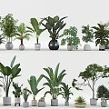 Various Potted Green Plants With Ceramic Metal Pots And Diverse Leaf Shapes