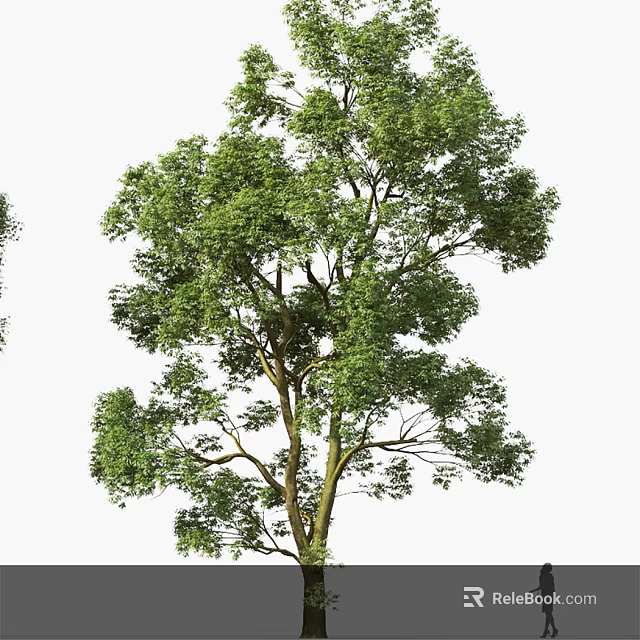 Tall Healthy Arbor Tree With Lush Green Foliage And Strong Branches 3d model 