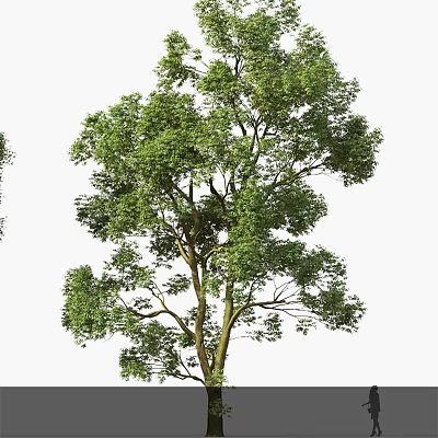 Tall Healthy Arbor Tree With Lush Green Foliage And Strong Branches 3d model