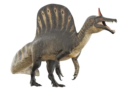 Realistic Spinosaurus Dinosaur Standing With Sail Back Striped Body And Open Mouth 3d model