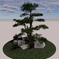 Tall Evergreen Tree Growing In Circular Grass Area With Rocks And Blue Sky