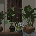 Indoor Potted Plants With Large Green Leaves And Various Clay Woven Pots
