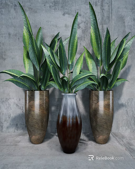 Three Indoor Bonsai Plants with Lush Green Leaves in Ceramic Pots against Gray Wall 3d model 