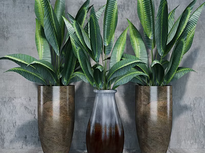 Three Indoor Bonsai Plants with Lush Green Leaves in Ceramic Pots against Gray Wall 3d model