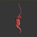 3D Rendered Human Digestive System Model With Pink Organs And Gray Background