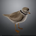 Standing Brown And White Bird With Black Neck Ring And Orange Legs On Gray Background