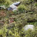 Green Shrubs Growing Among Large Rocks And Red Flowers In Natural Landscape