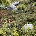 Modern Shrub Field Hillside Shrub Flowers Grass Stone 3d model