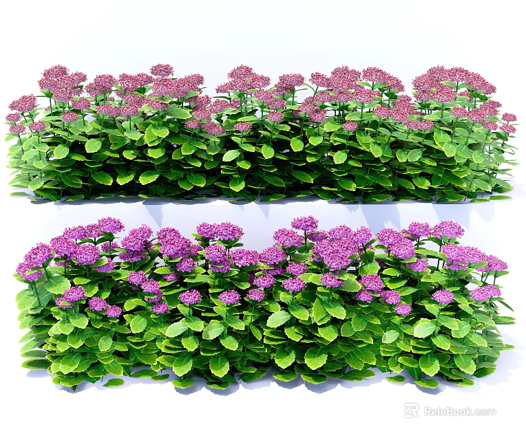 Lush Green Plants With Vibrant Purple Flowers Arranged In Neat Rows 3d model 