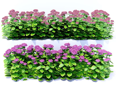 Lush Green Plants With Vibrant Purple Flowers Arranged In Neat Rows 3d model