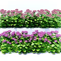 Lush Green Plants With Vibrant Purple Flowers Arranged In Neat Rows