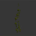 Green Vine Plant With Curved Stems And Small Leaves On White Background