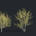 Three Arbor Trees with Yellow Leaves Slender Trunks and Various Shapes 3d model