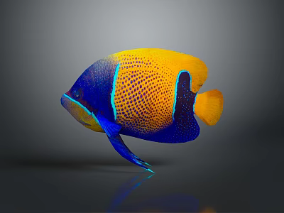 Vibrant Blue And Yellow Tropical Angelfish With Spotted Body In Marine Aquarium 3d model