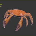 Orange Crab with Large Purple Tipped Claws on Dark Background like Detailed Texture and Reflection