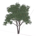 Vibrant Arbor With Lush Green Long Narrow Leaves And Small Orange Fruits
