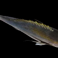 Silver Marine Fish With Yellow Tail And Spiny Dorsal Fin On Black Background